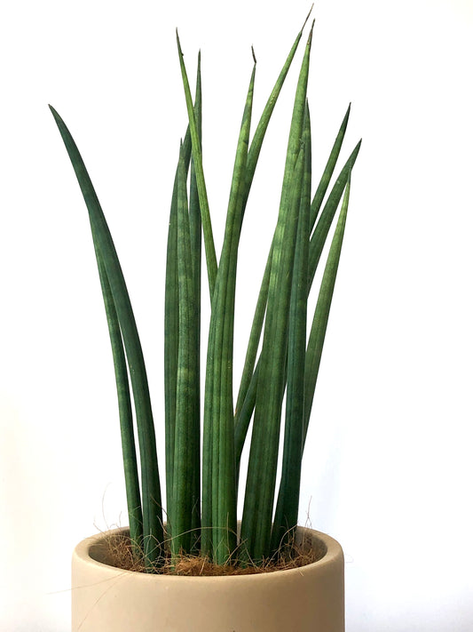 Sansevieria Cylindrica Saintpaulia - snake plant