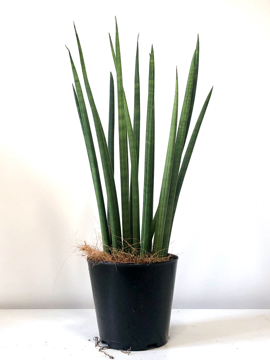 Sansevieria cylindrica – African Spear Plant