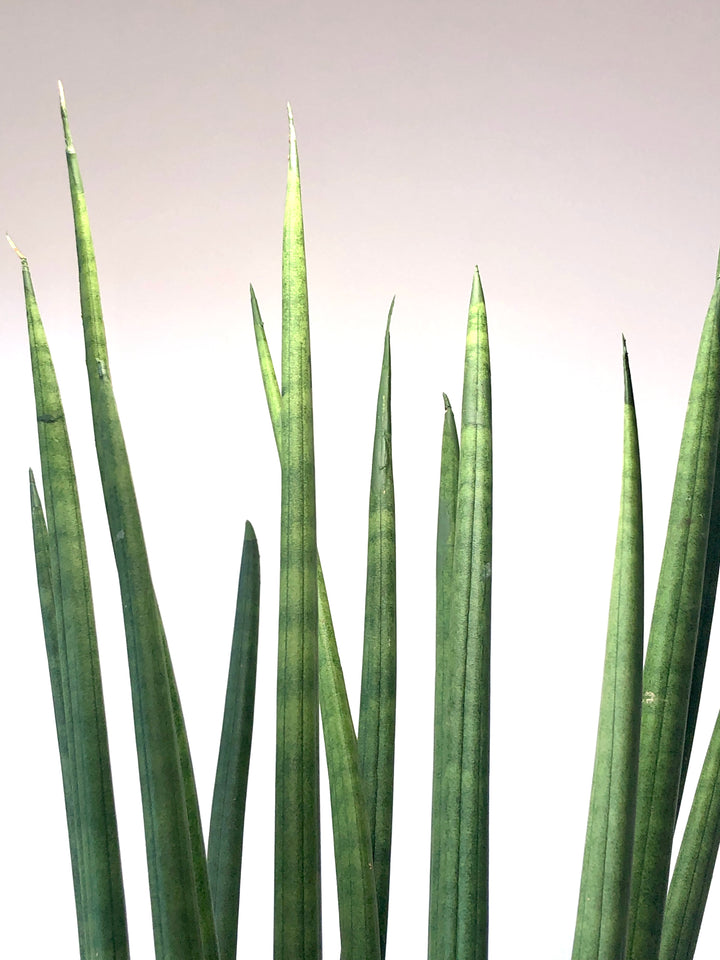 Sansevieria cylindrica – African Spear Plant