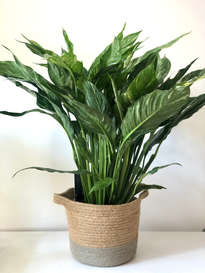 Spathiphyllum Diamond -  variegated peace lilly