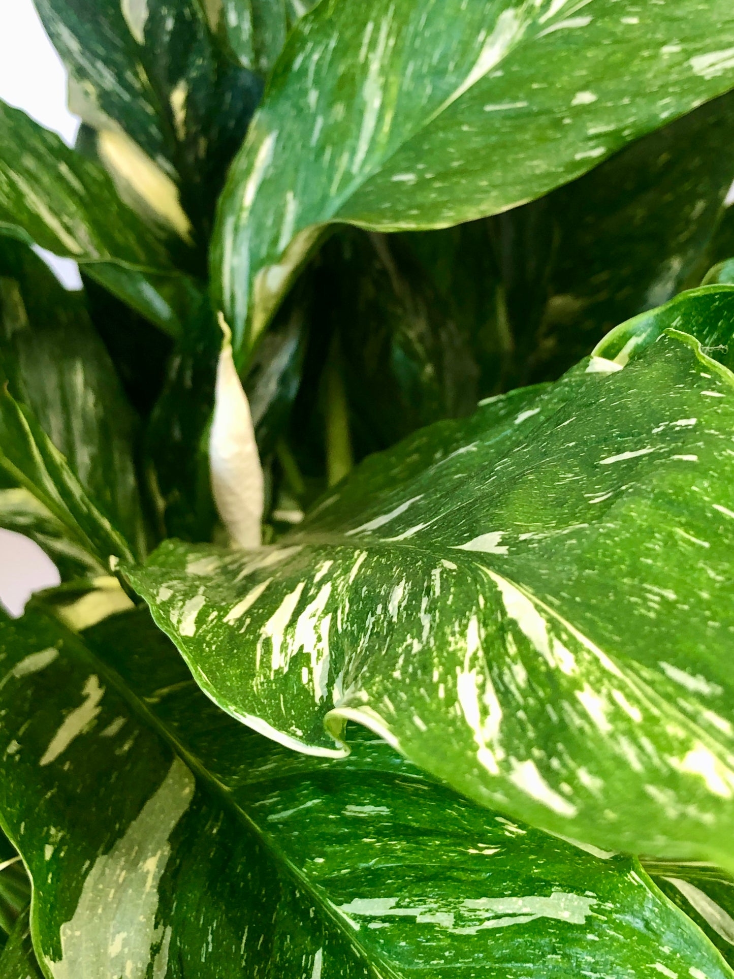 Spathiphyllum Diamond -  variegated peace lilly