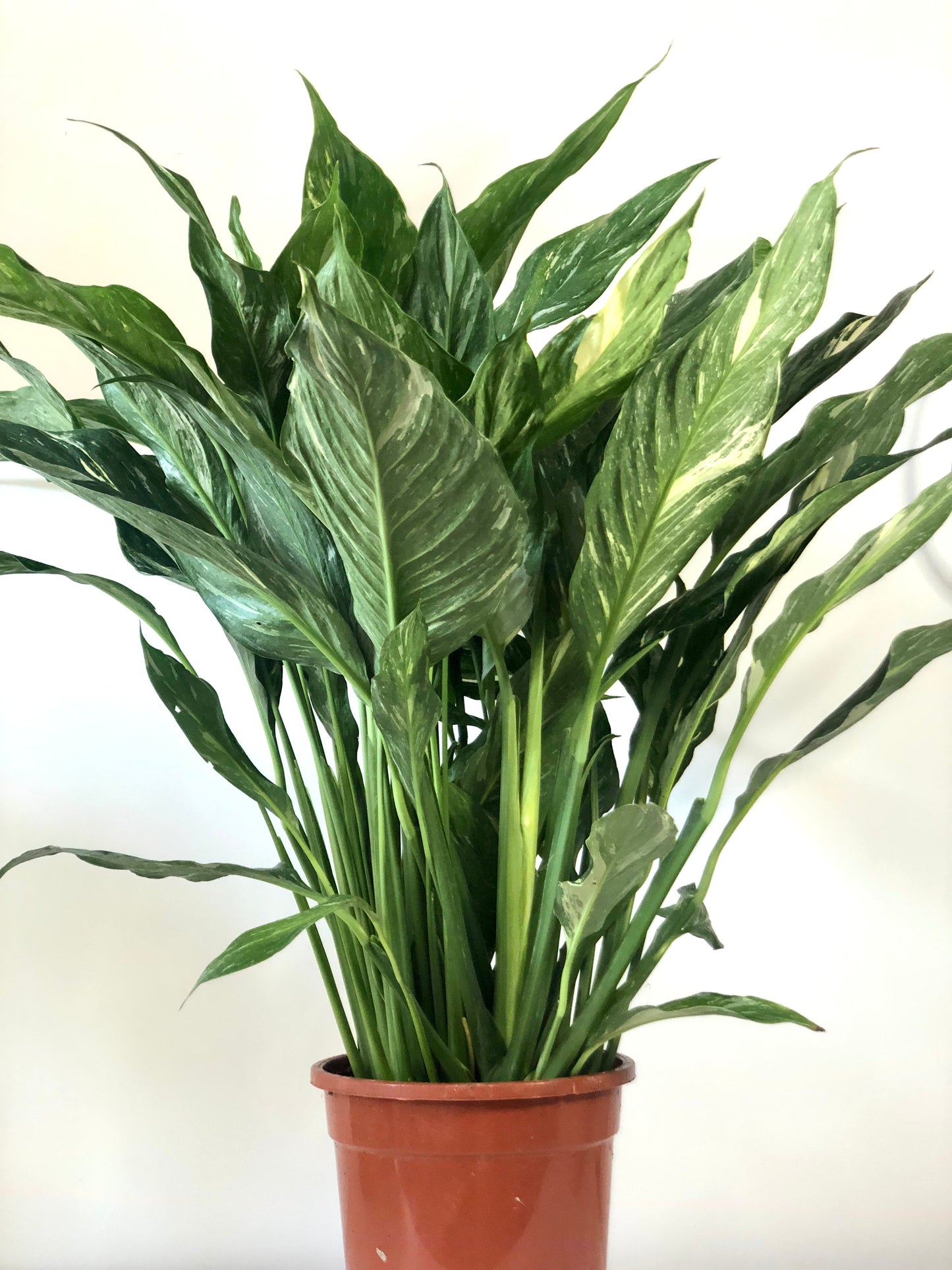 Spathiphyllum Diamond -  variegated peace lilly