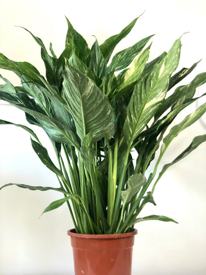 Spathiphyllum Diamond -  variegated peace lilly