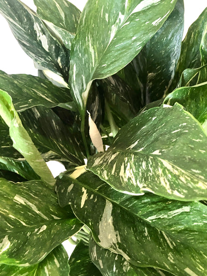 Spathiphyllum Diamond -  variegated peace lilly