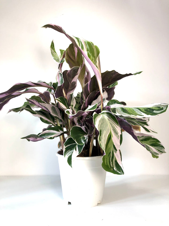Calathea white fusion