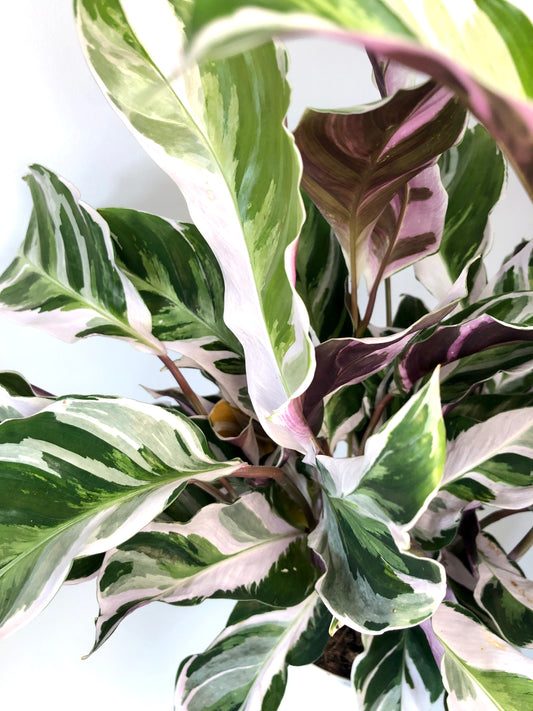 Calathea white fusion