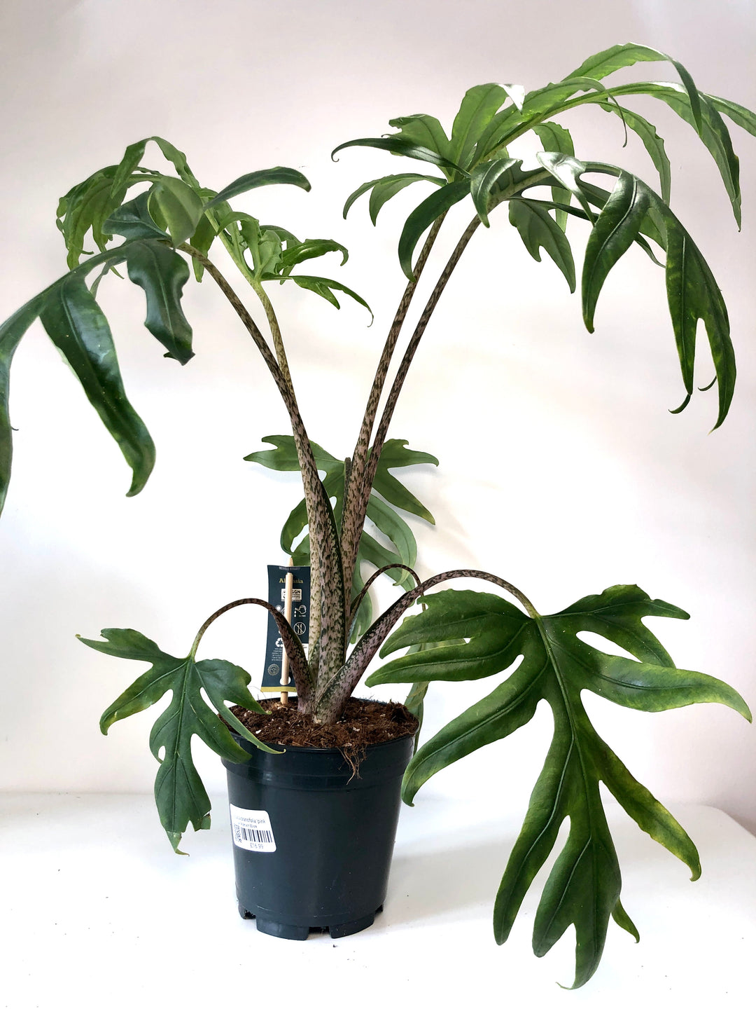 Alocasia Brancifolia 'pink Passion'