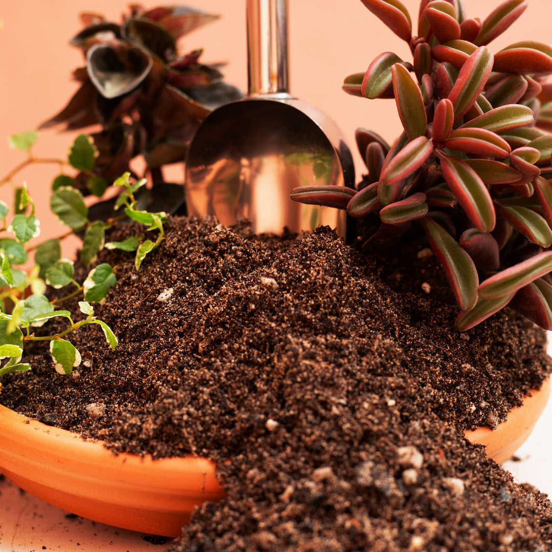 loam soil for potted plants Sandy Loam Soil Mix – Free-Draining Houseplant Soil