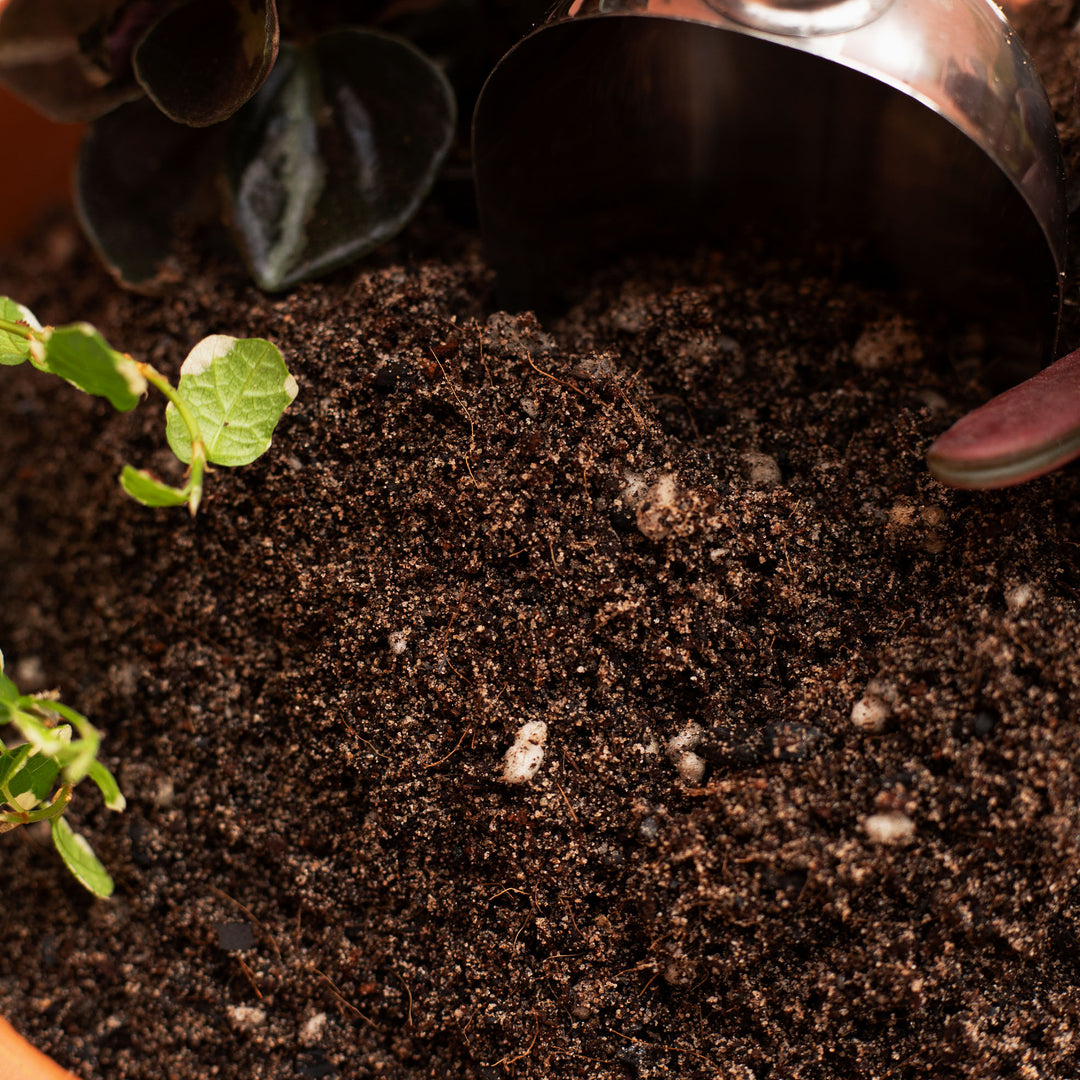 porous sandy potting mix Sandy Loam Soil Mix – Free-Draining Houseplant Soil