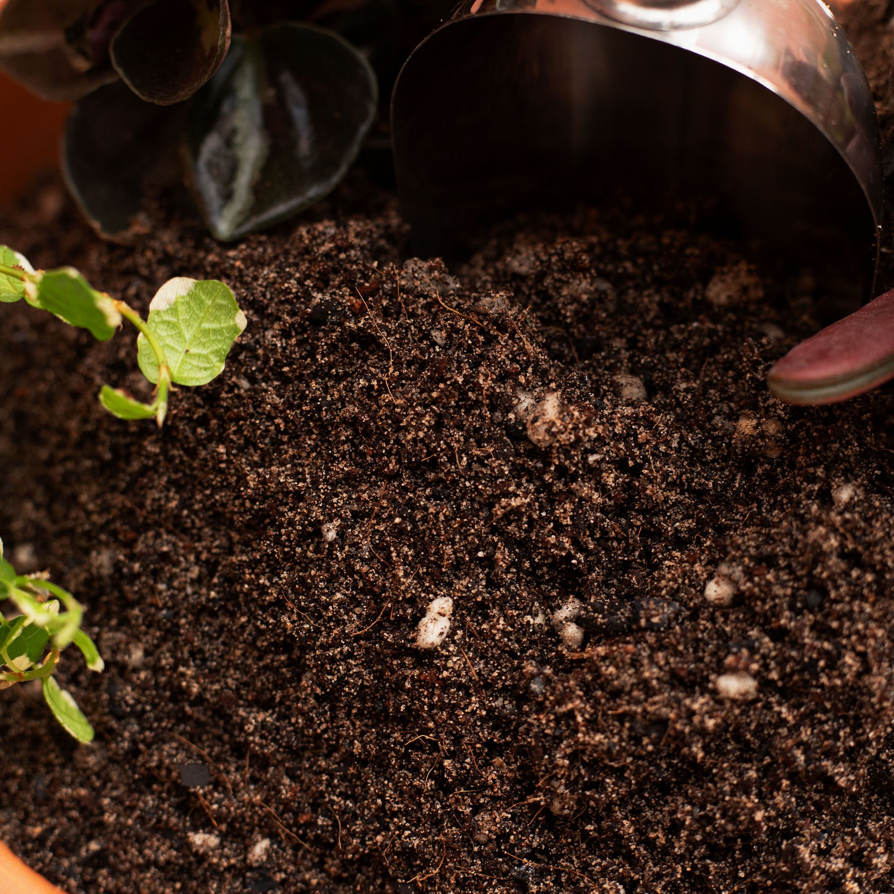 loam soil for potted plants Sandy Loam Soil Mix – Free-Draining Houseplant Soil