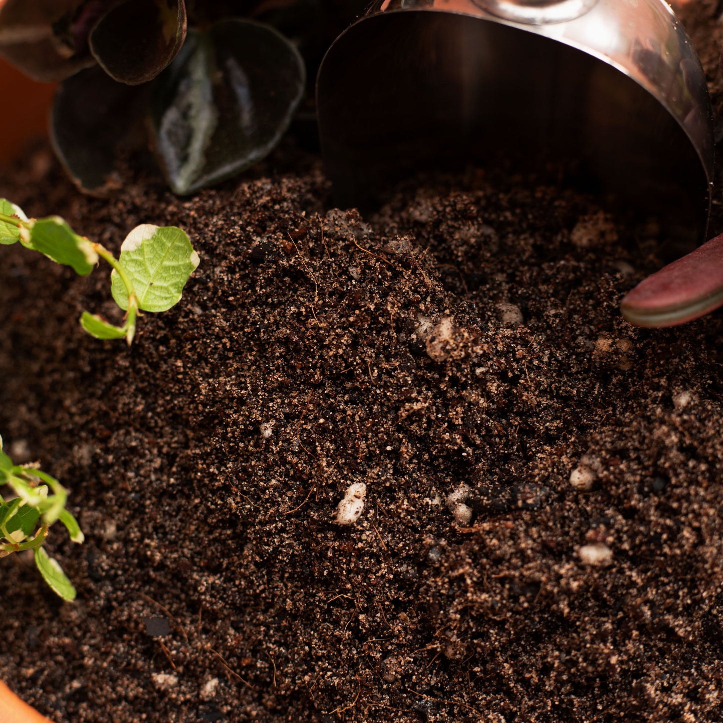 A Sandy Loam