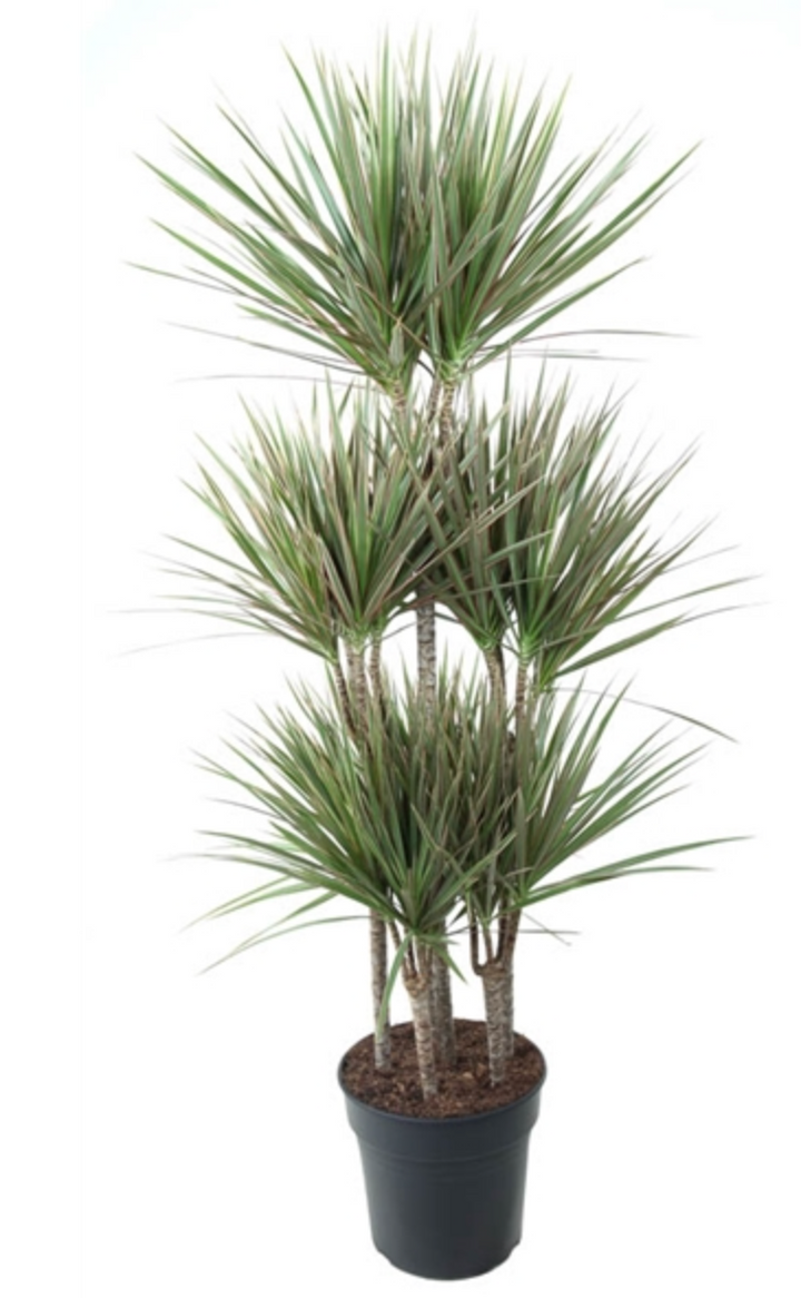 XL Dracaena Bicolor - Cane Dragon Tree
