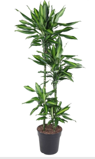 XL Dracaena Bicolor - Cane Dragon Tree
