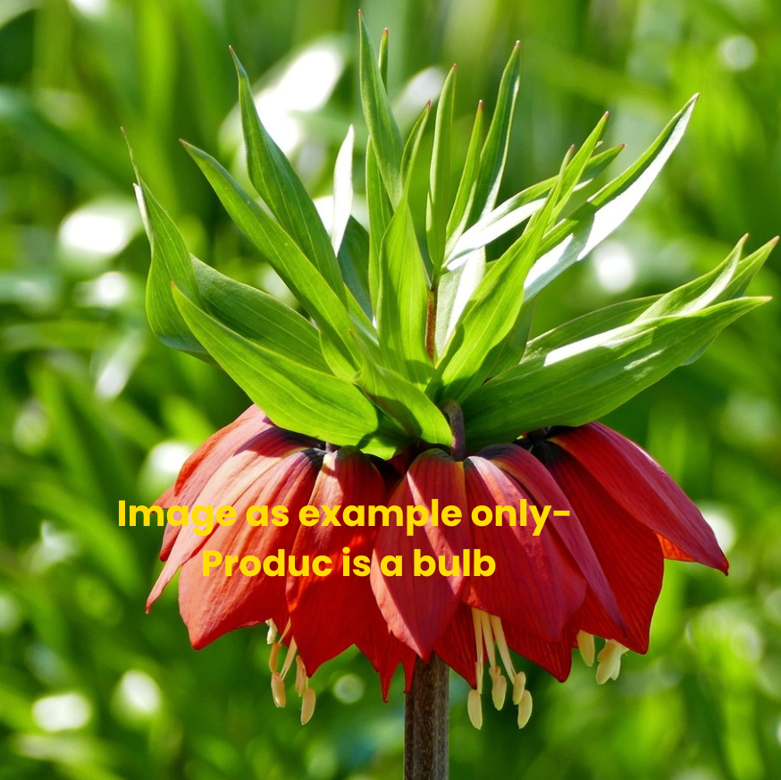 Fritillaria imperialis ‘Rubra Maxima’ 1x large bulb– Red Crown Imperial Bulb