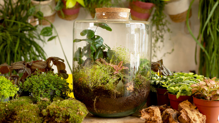 Build Your Own Closed Jungle Terrarium