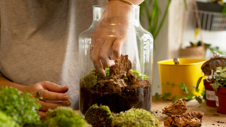 Build Your Own Closed Jungle Terrarium