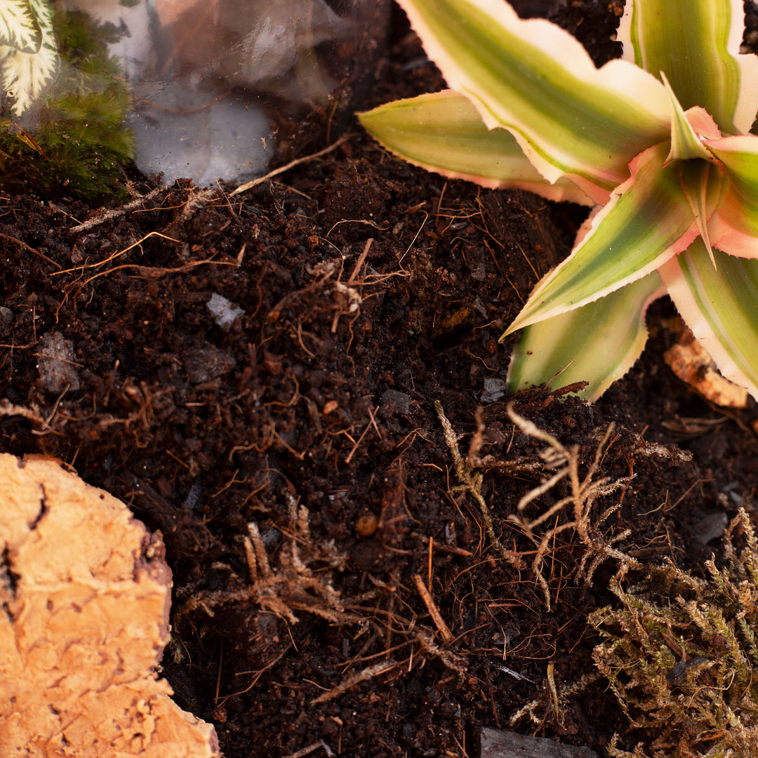 Terrarium mix