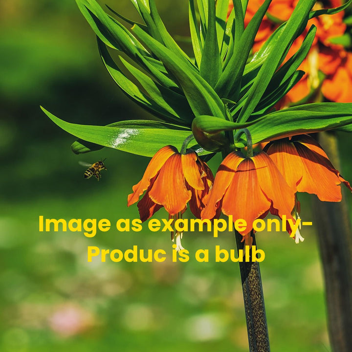 Fritillaria imperialis ‘Aurora’ Orange- large bulb– Crown Imperial Bulb