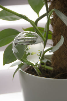 Globe Plant Waterer – Etched Glass
