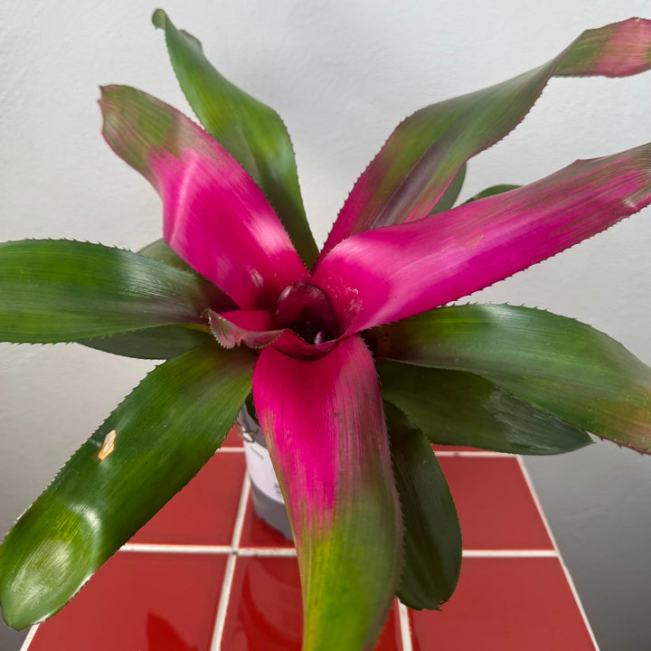 Neoregelia rosea - Blushing Bromeliad