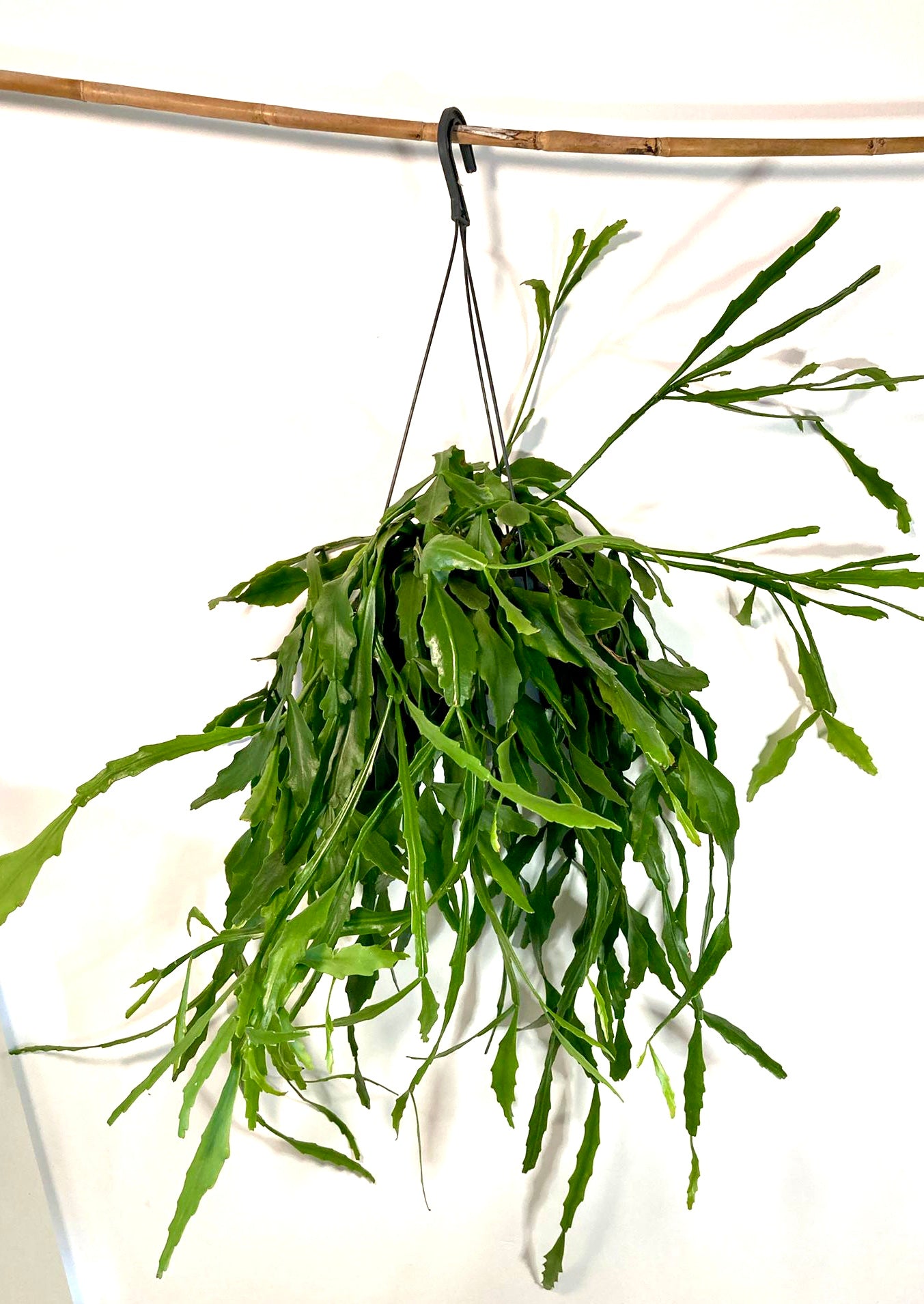 Rhipsalis Micrantha