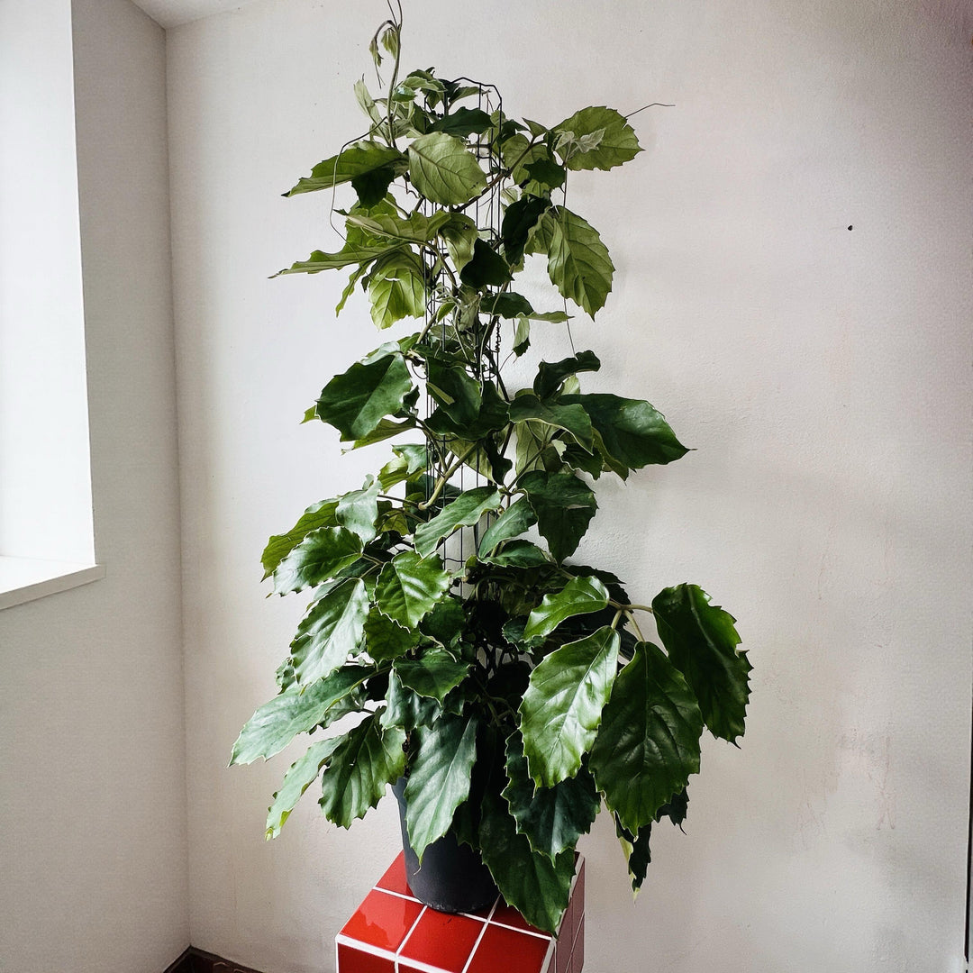 Tetrastigma voinierianum - Chestnut vine