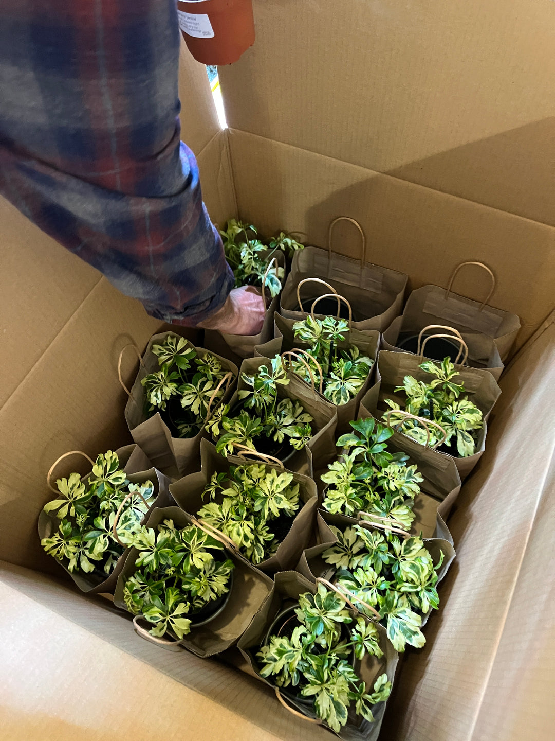 Plant Studio preparing a bulk order of plant gifts in paper bags