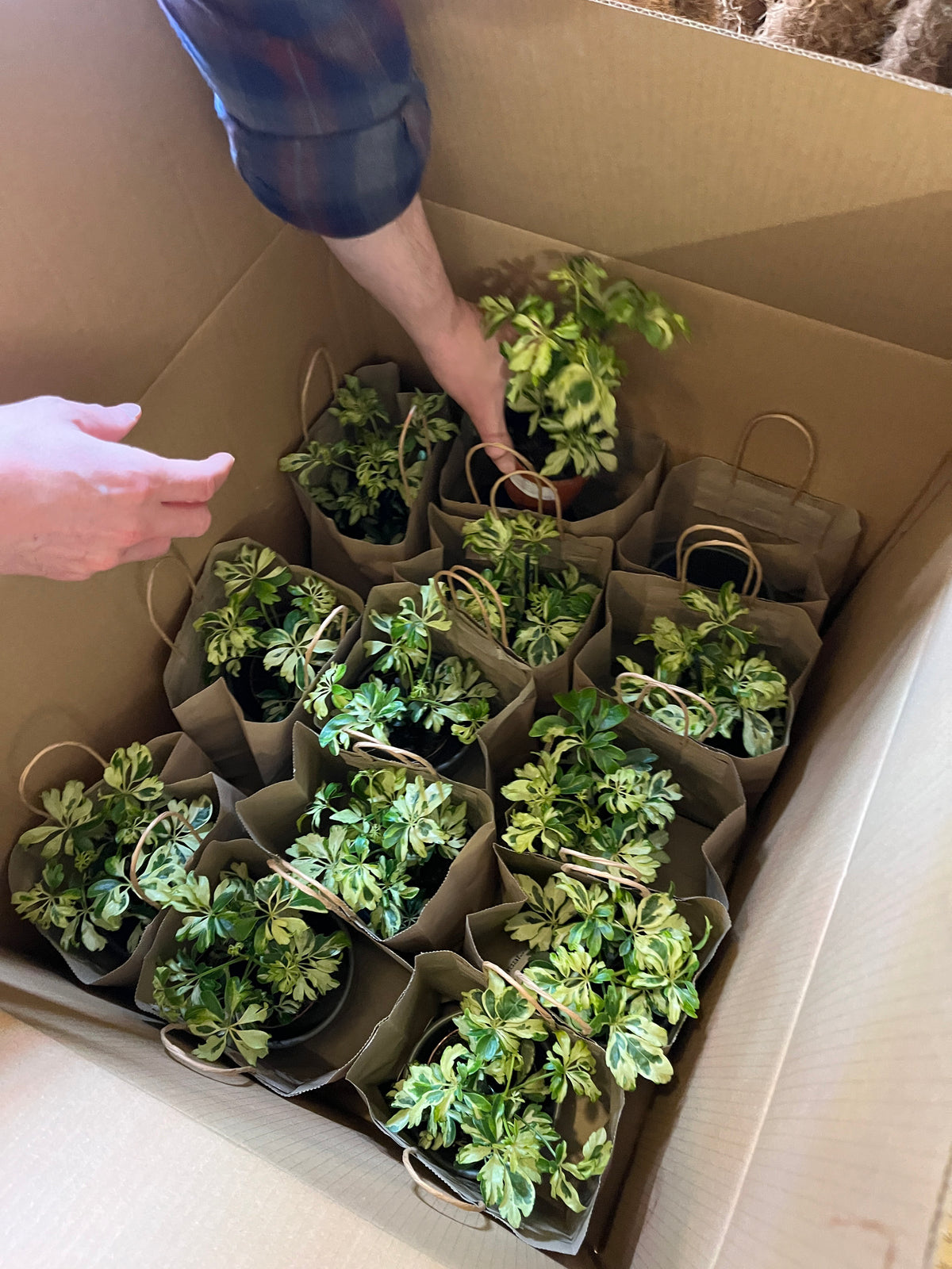 Plant Studio team member packing individual plant gifts for a corporate order