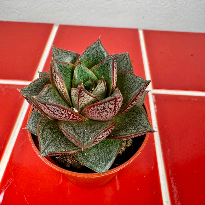 Echeveria Purpusorum
