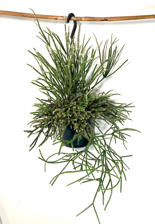 Rhipsalis pilocarpa