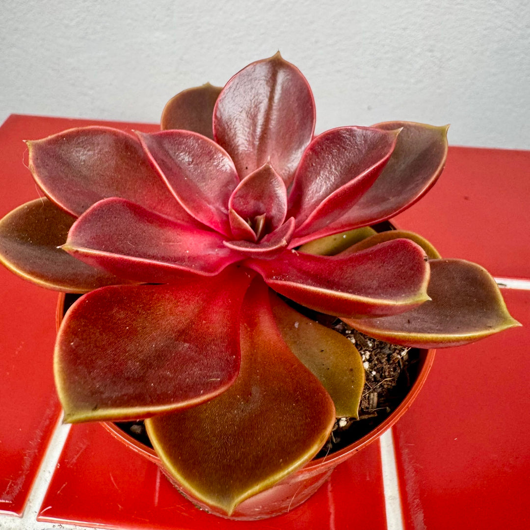 Echeveria 'Magic Red'