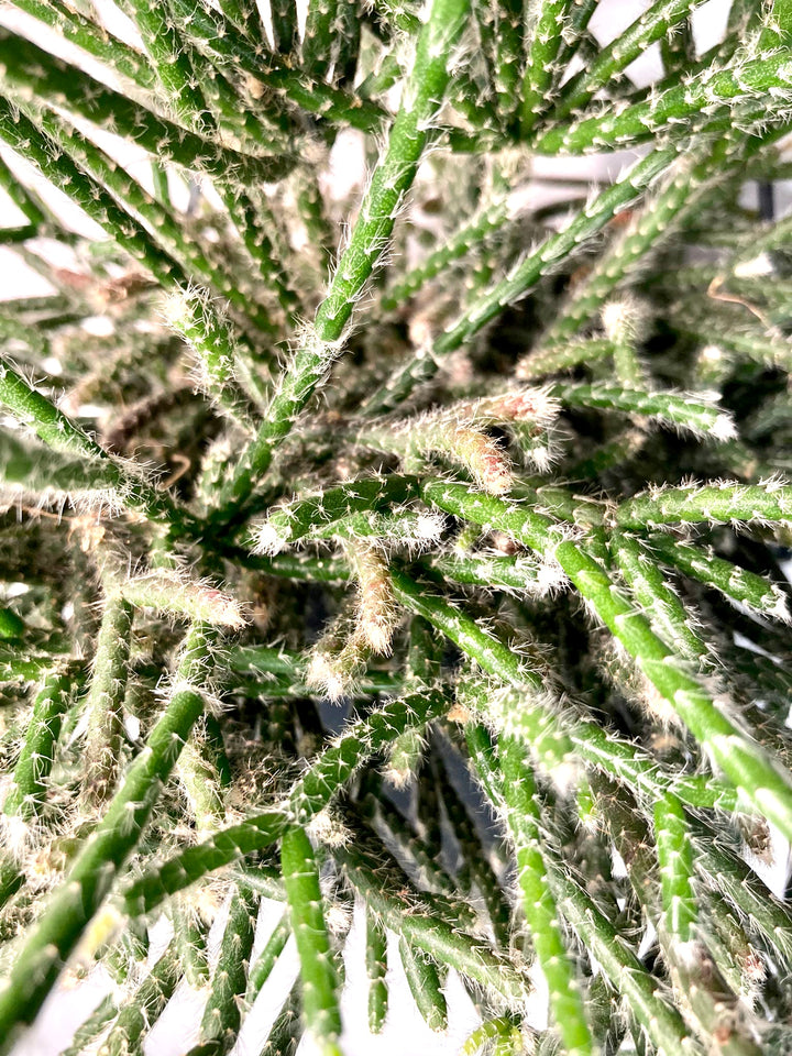 Rhipsalis pilocarpa
