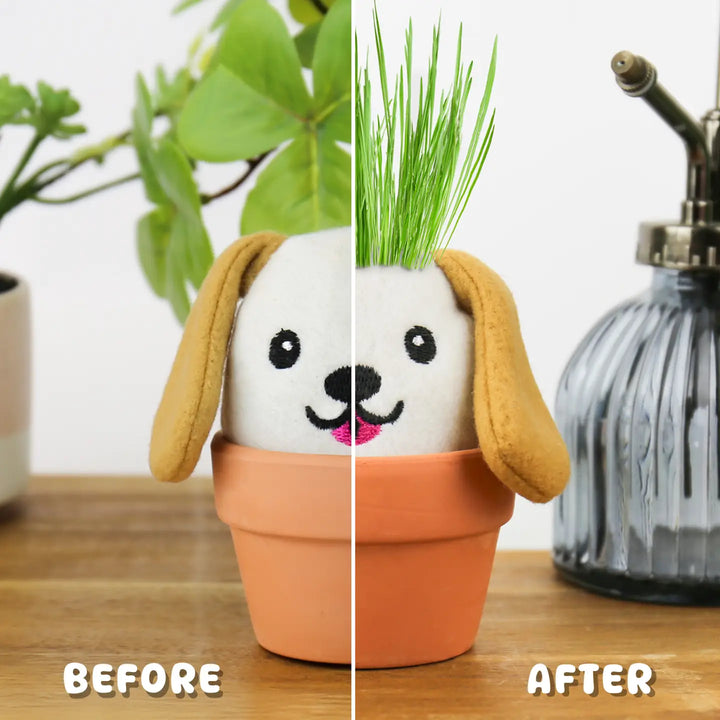 Dog Grow Kit – Grow Pals Collection