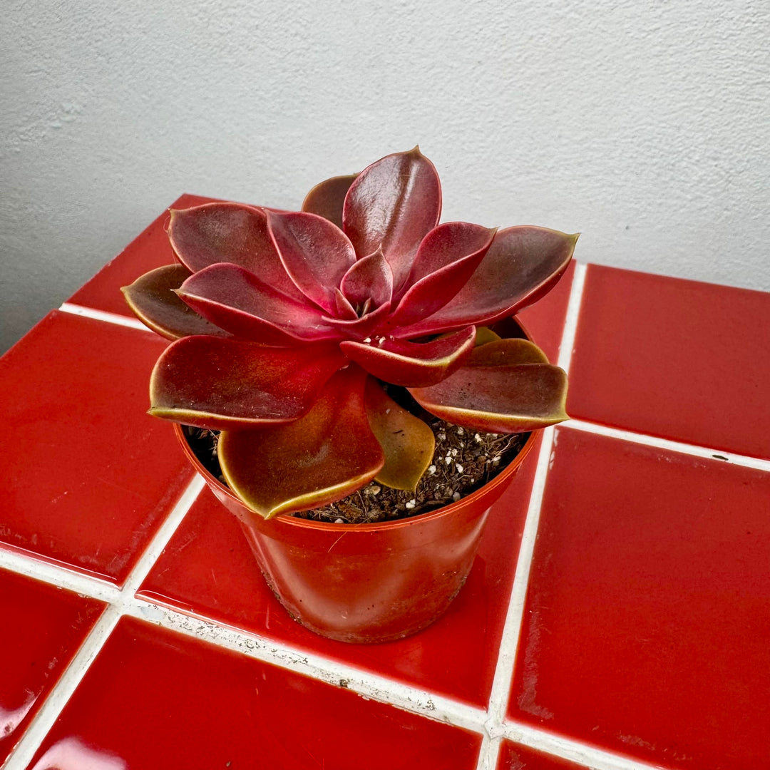 Echeveria 'Magic Red'