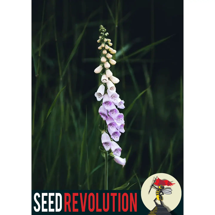 Foxglove Wildflower Seeds – Native Cottage Garden Favourite