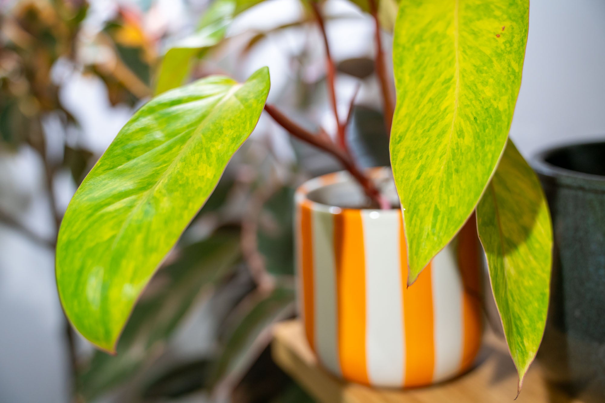 Colourful houseplant in an orange and white striped ceramic pot at Plant Studio