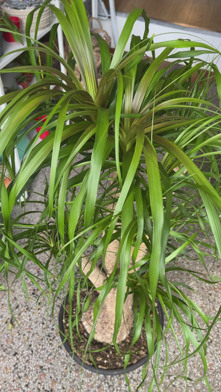 Beaucarnia recurvata - Ponytail Palm