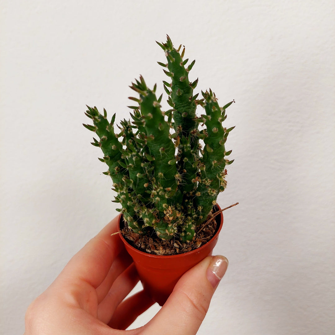 Opuntia subulata – Eve’s Needle Cactus