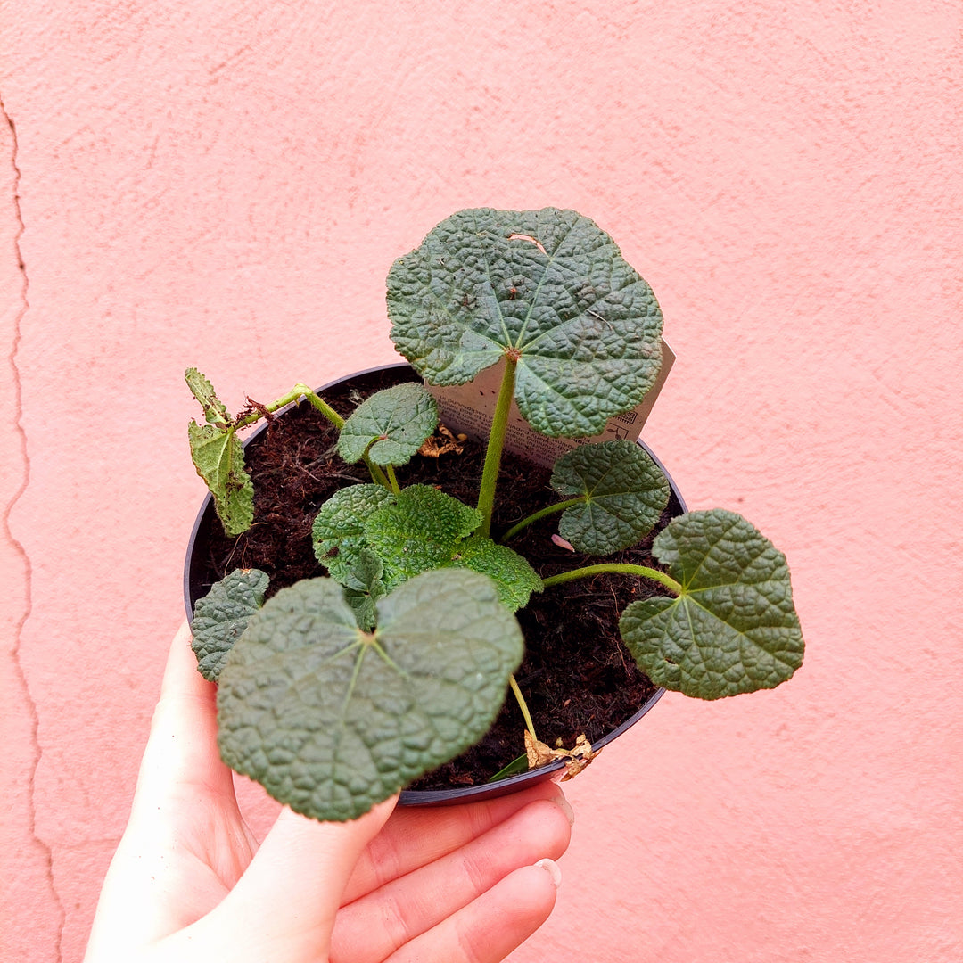 Herbaceous Perennial Lucky Dip