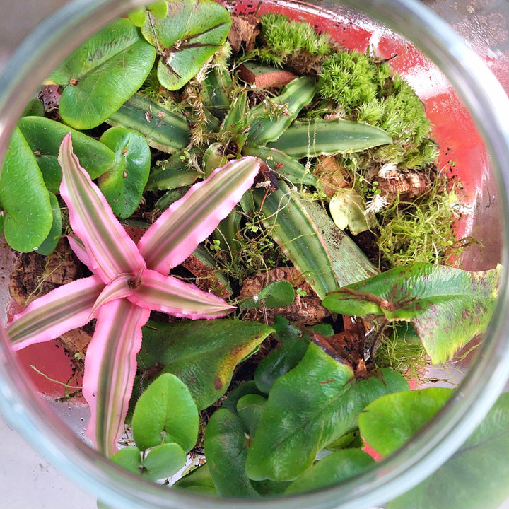 Plant.Studio 'Earth Star' Terrarium