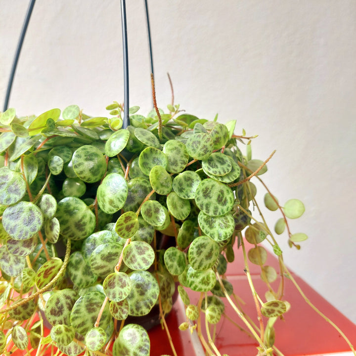 Peperomia Prostrata - String of turtles