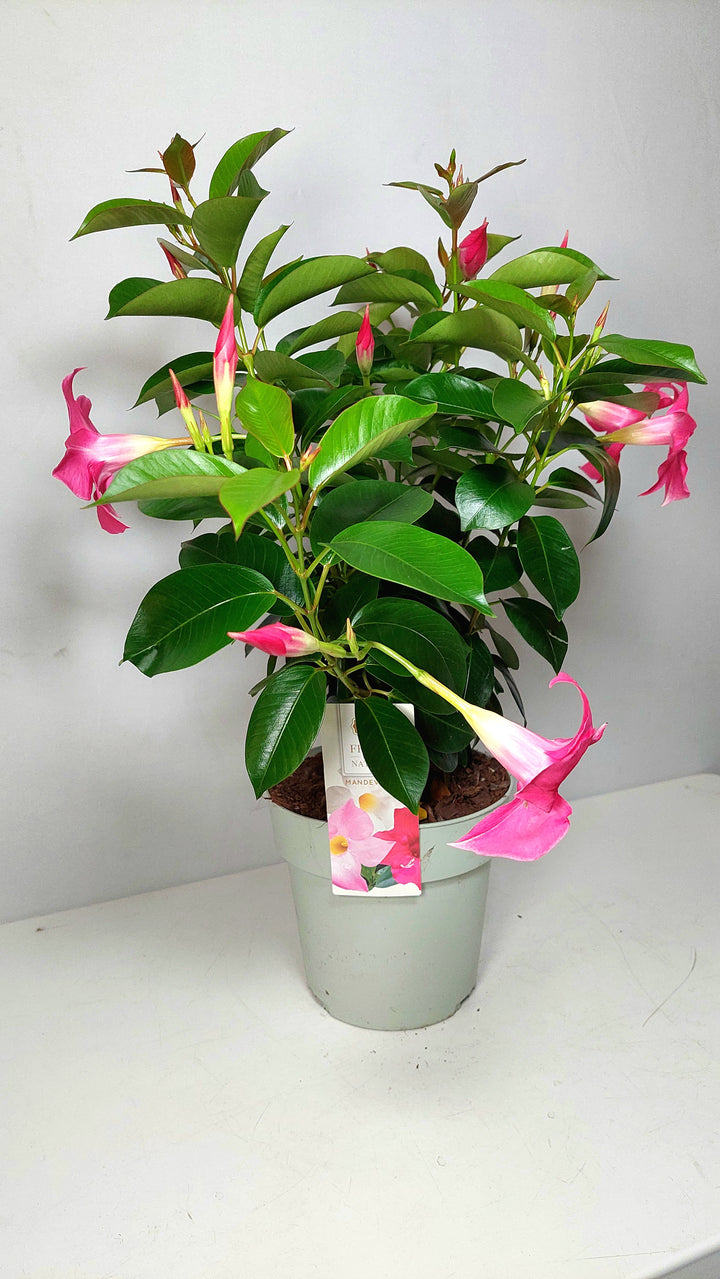 Mandevilla - Chilean Jasmine -
