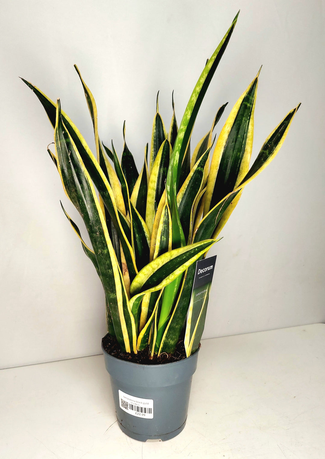 black gold extreme sansevieria Sansevieria Black Gold – Plant Studio