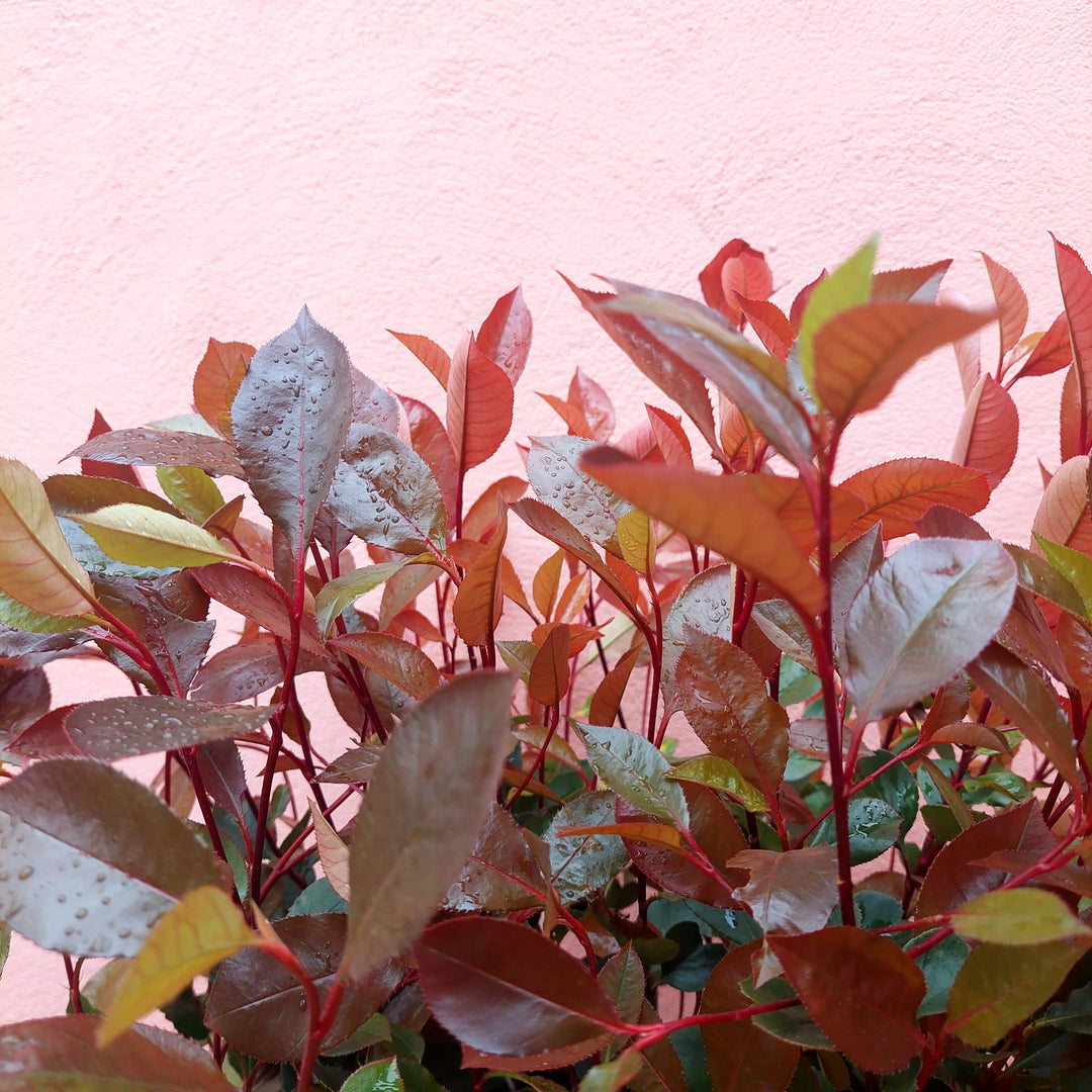 Photinia × fraseri ‘Red Robin’ – Evergreen Shrub