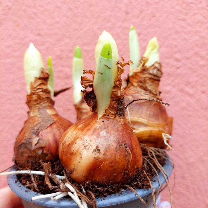 Narcissus ‘Bridal Crown’ -  Double Daffodil - Bridal Crown Daffodil