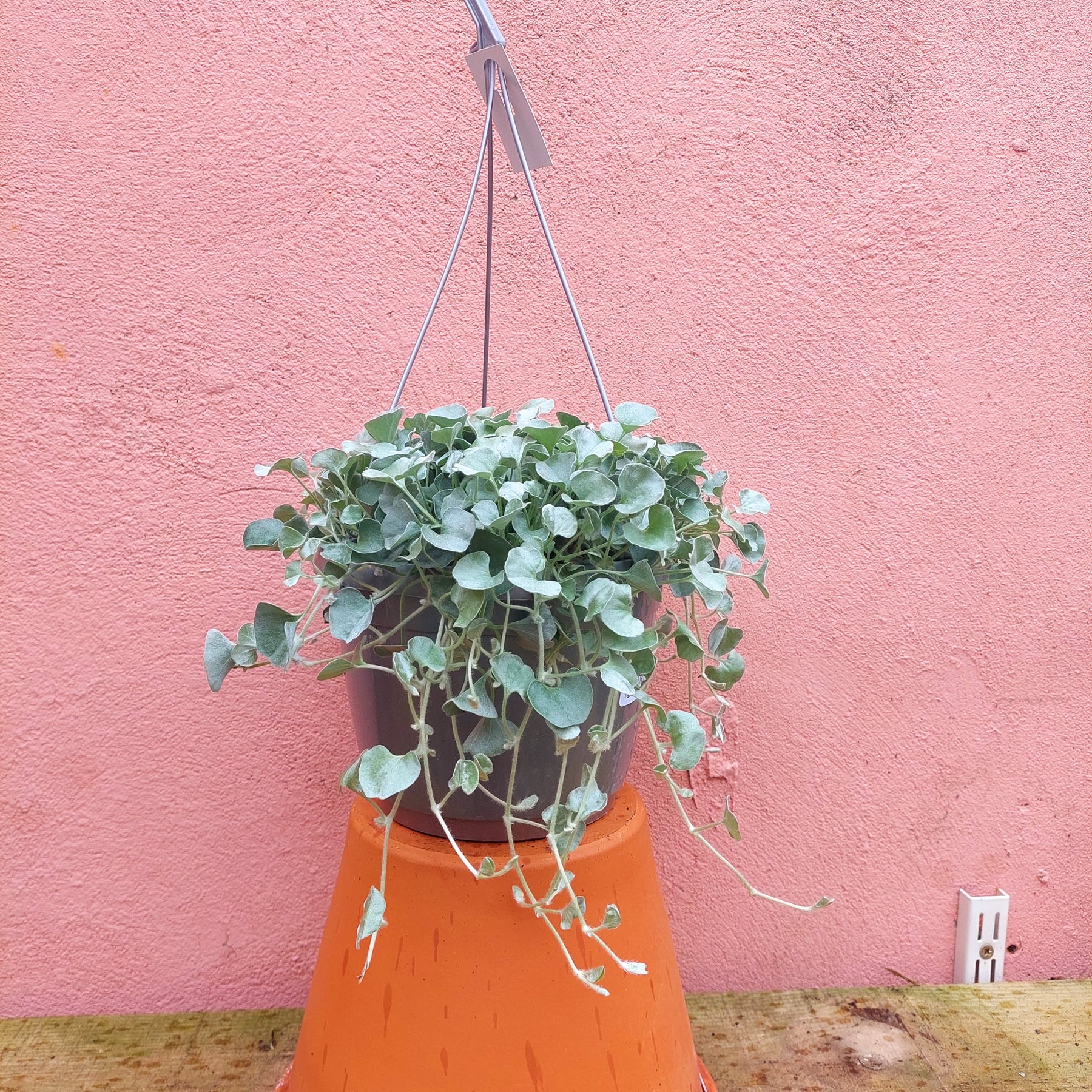 silver falls plant indoor Dichondra 'Silver Falls'