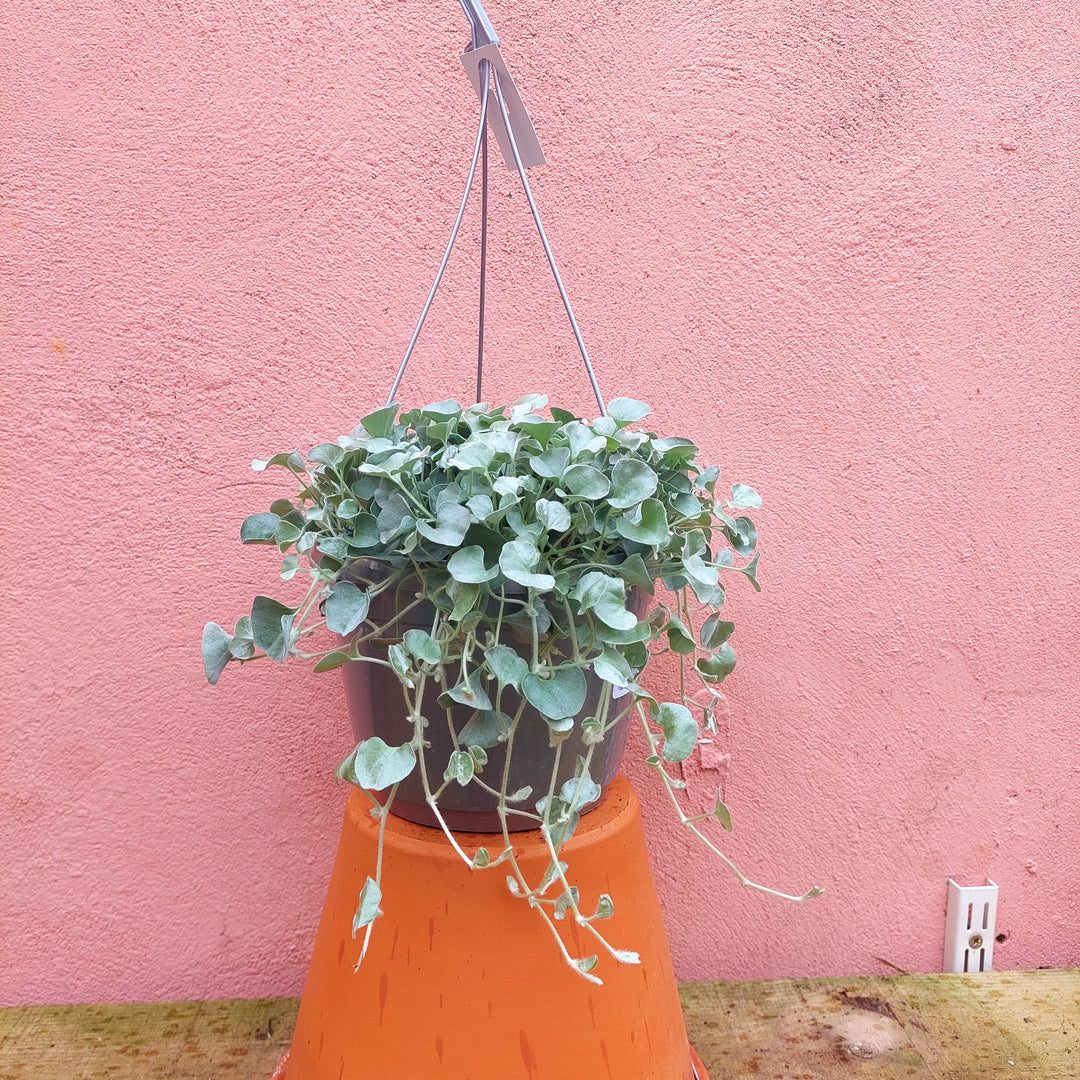 Dichondra argentea 'Silver Falls' - silver nickel vine