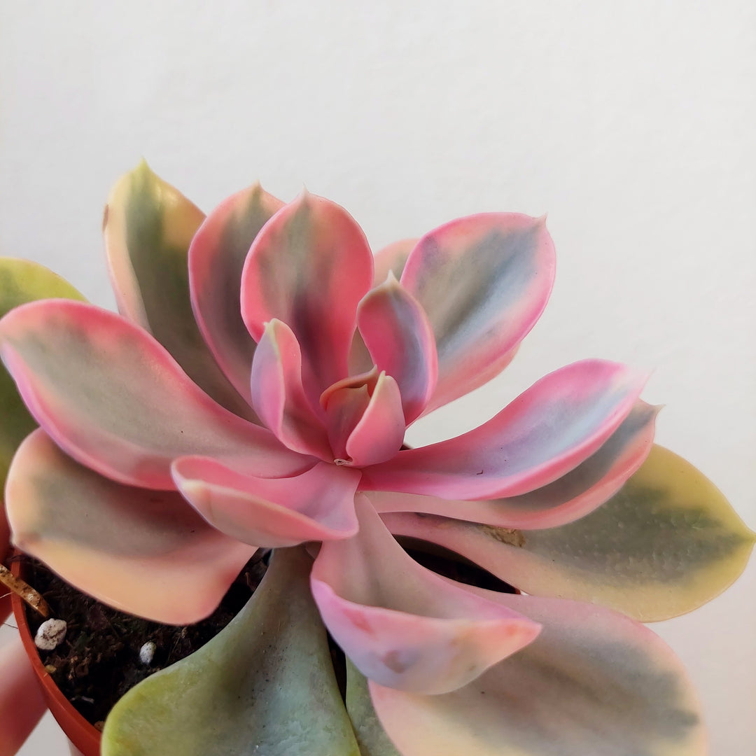 Echeveria ‘Rainbow’