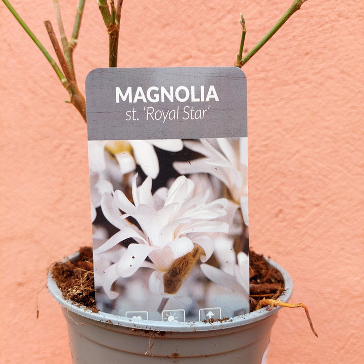 Magnolia stellata ‘Royal Star’
