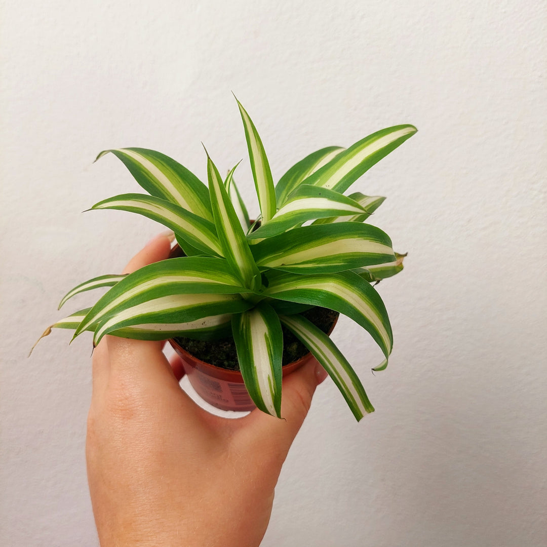 RESCUE Chlorophytum Comosum 'variegatum' - Spider plant